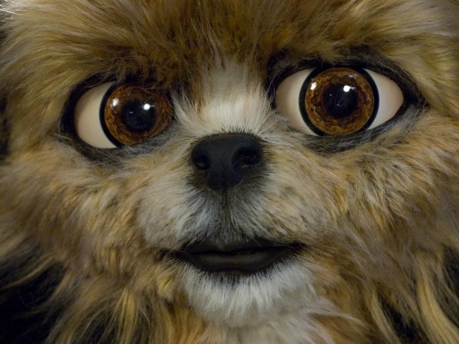 Close-up of Leonardo's furry face and big brown eyes.