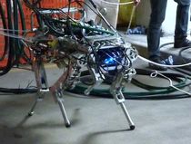 Italian Quadruped Robot Goes for a Walk