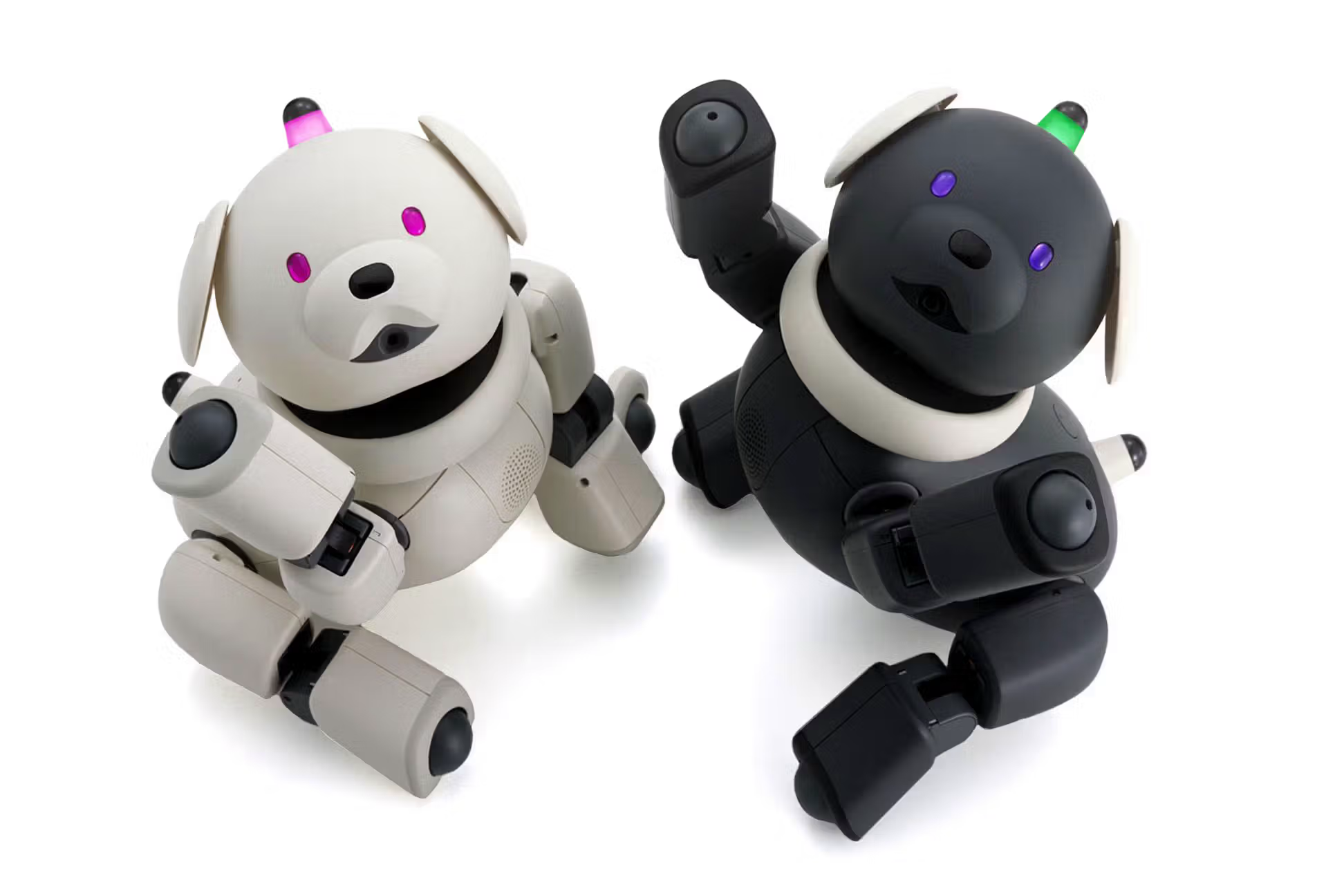 Two robot dogs in black and white